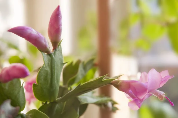 Vackra Blommande Julkaktus — Stockfoto