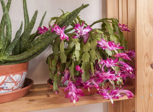 Güzel çiçekli Noel kaktüs