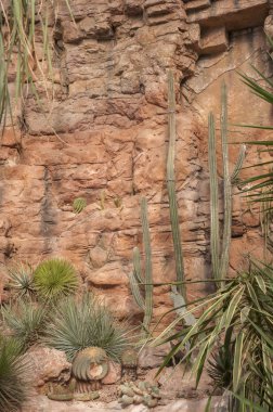 Görüntü kayaların önünde birkaç çöl bitkinin