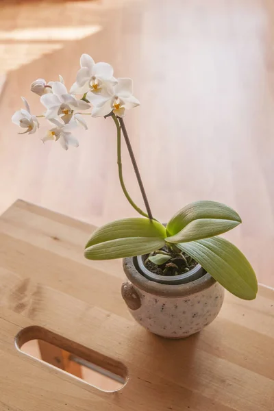 Orquídea Floração Branca Interior — Fotografia de Stock