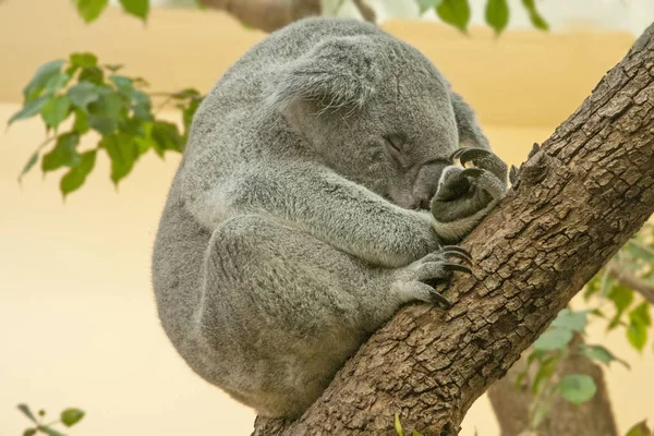Görüntü Koala Wien Hayvanat Bahçesi