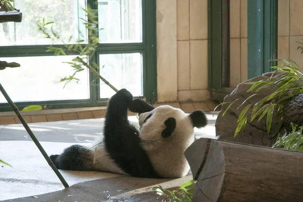 Image Panda Mangeant Bambou Wien Zoo — Photo