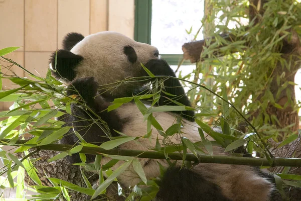 Image Panda Mangeant Bambou Wien Zoo — Photo