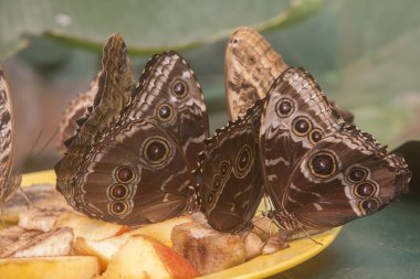 Mavi Morfo kelebekler besleme 