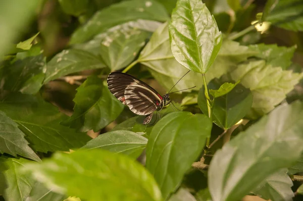 Cartero Mariposa Hoja — Foto de Stock