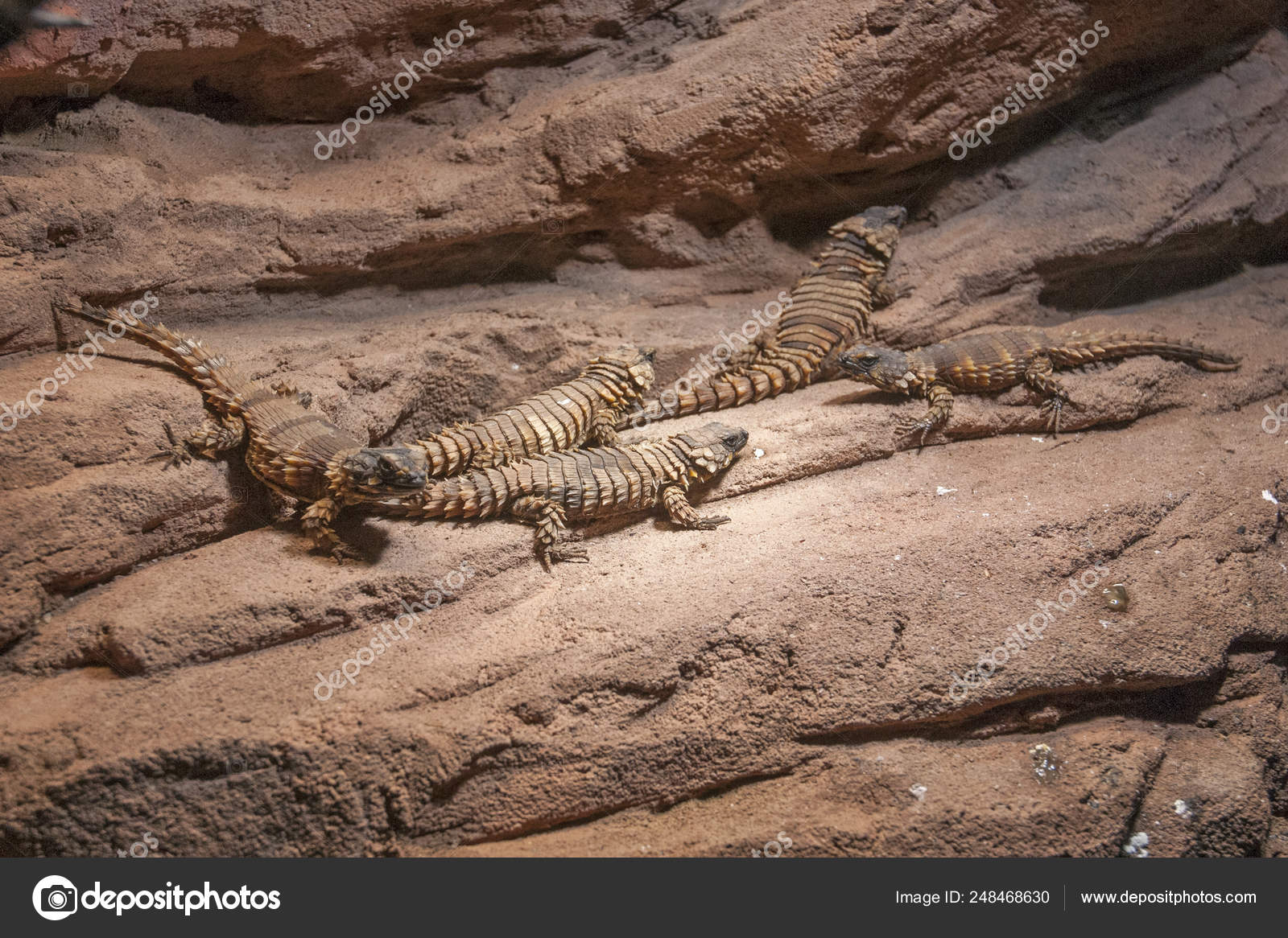 adult armadillo lizard adult armadillo lizard