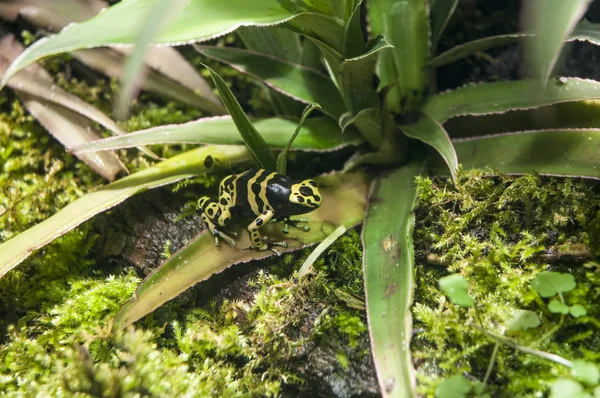 Image Yellow Banded Poison Dart Frog — Stock Photo, Image