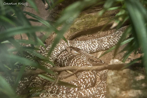 Image of Indian cobra