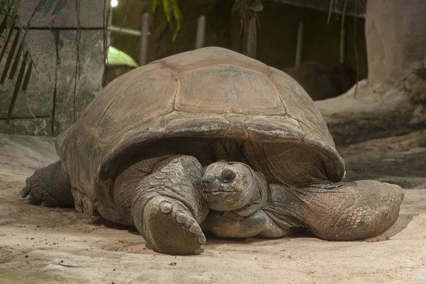 Foto Van Aldabra Reuzenschildpad — Stockfoto