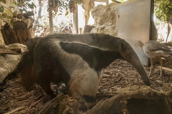 Imagen Del Oso Hormiguero Gigante Zoológico —  Fotos de Stock