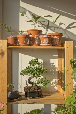 Dekoratif yeşil köşe görüntüsünü