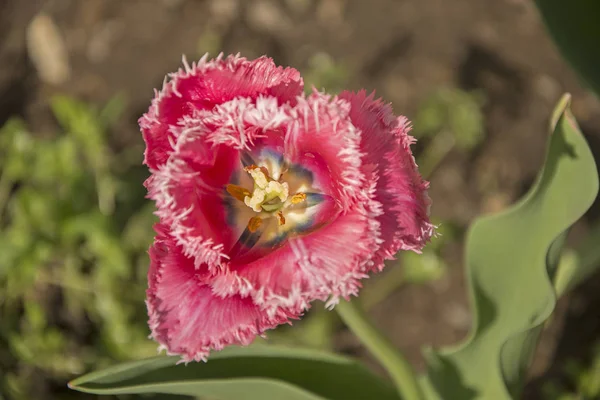 Gyönyörű Tulipánok Kastélypark Képe — Stock Fotó