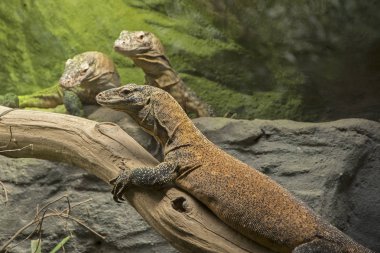 Komodo dragon görüntüsünü