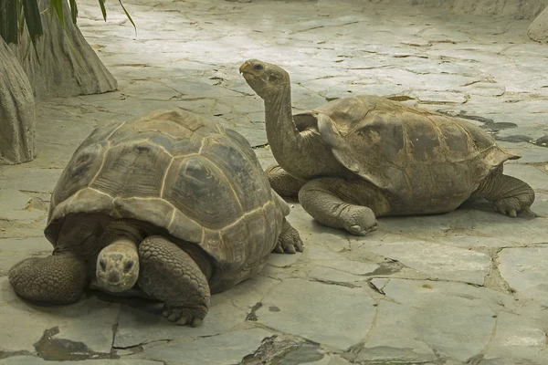 Galpagos Kaplumbağa Resmini — Stok fotoğraf