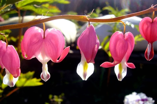 Dicentra, a beautiful flowering plant with flowers in the shape of a heart in a garden on a sunny day close-up. Flower Broken heart, heart of Jeanette. Blooming Bush in the garden.