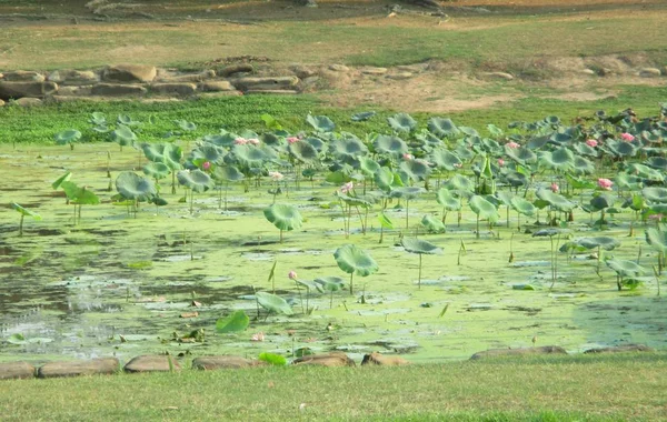Big lotus pond. This pond is home to many animals and food sources.