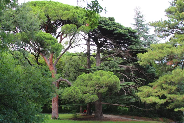 植物園の古い木は — ストック写真