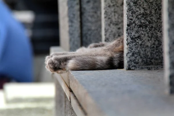 Yalancı kedinin pençeleri