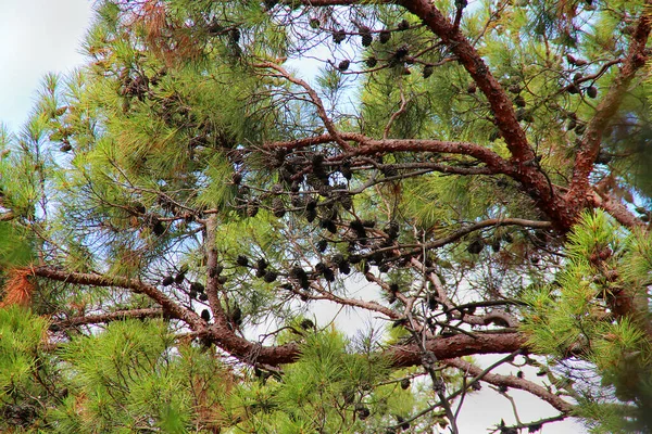 Geçen yıl kuru çam kozalakları