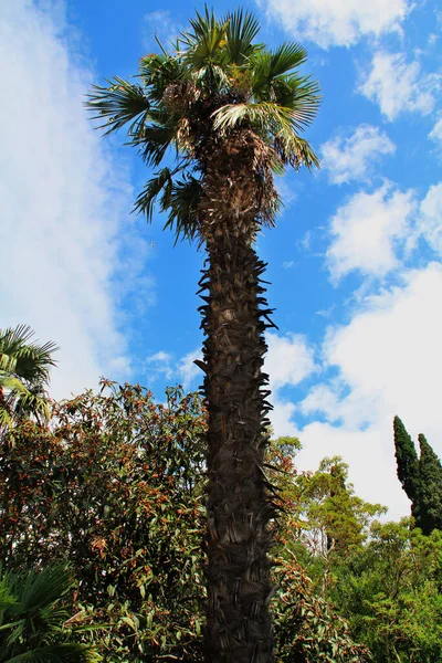 Old palm tree in a botanical garden — Stock Photo, Image