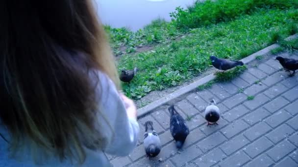 Dziewczyna karmi gołębie wieczorem w parku nad stawem — Wideo stockowe