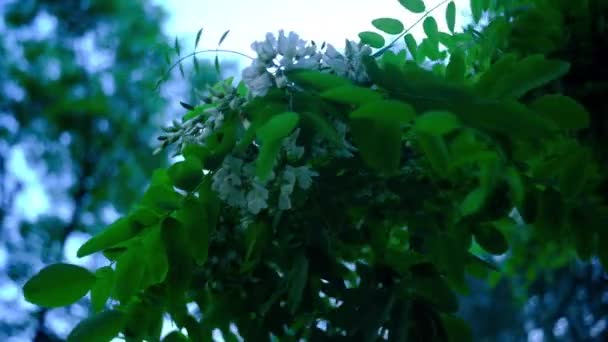 Akazienblüten am Abend gegen den blauen Himmel — Stockvideo