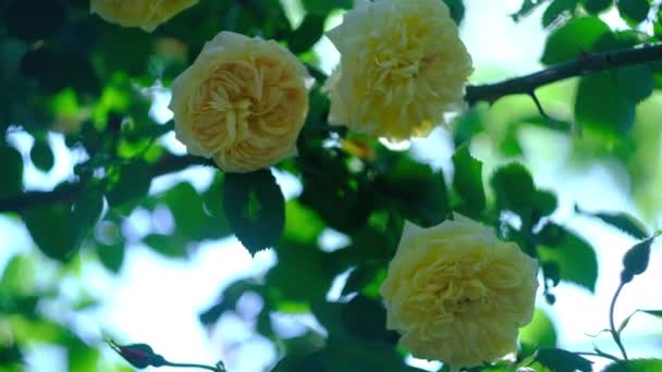 Μπουμπούκια κίτρινα σγουρά τριαντάφυλλα σε μια ζεστή καλοκαιρινή μέρα — Αρχείο Βίντεο