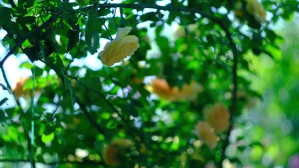 Brotes de rosas rizadas amarillas en un caluroso día de verano — Vídeos de Stock