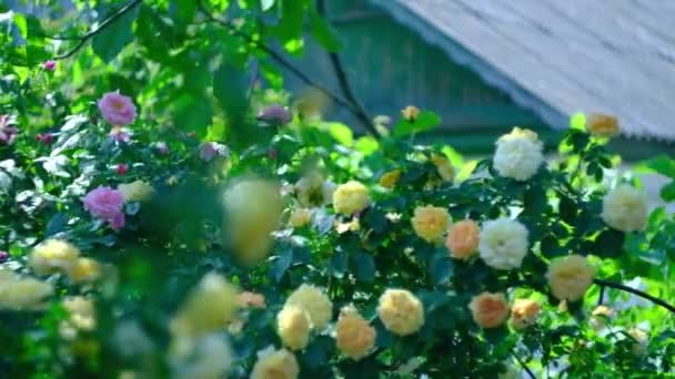 Pąki żółtych, kręconych róż w gorący letni dzień — Wideo stockowe