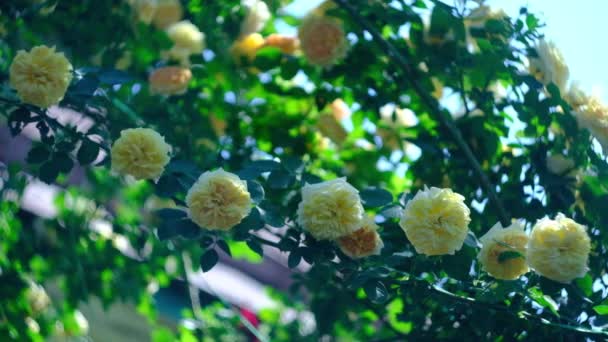 Μπουμπούκια κίτρινα σγουρά τριαντάφυλλα σε μια ζεστή καλοκαιρινή μέρα — Αρχείο Βίντεο