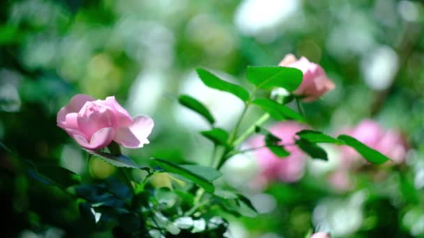 炎炎夏日，花园里一丛丛粉红色的卷曲玫瑰 — 图库视频影像