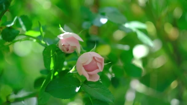 Des bourgeons de roses bouclés roses par une chaude journée d'été dans le jardin — Video