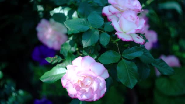 Tunas mawar keriting merah muda pada hari musim panas di taman — Stok Video
