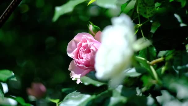 ดอกกุหลาบสีขาวหยิกในวันฤดูร้อนที่ร้อนแรงในสวน — วีดีโอสต็อก