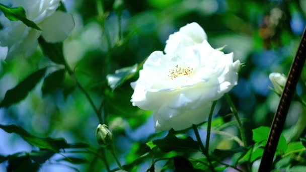 Knopen van witte gekrulde rozen op een hete zomerdag in de tuin — Stockvideo