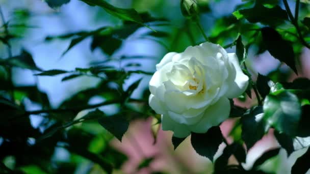 Knoppar av vita lockiga rosor en varm sommardag i trädgården — Stockvideo