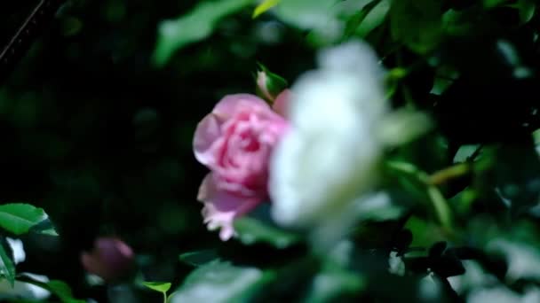 Knoppen van roze rozen in de zomerrozentuin — Stockvideo