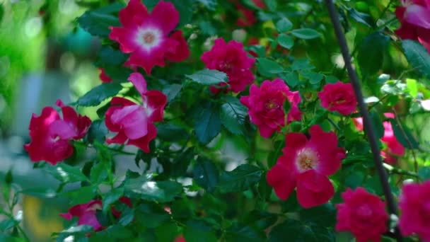 Gemme di rose rosa nel giardino delle rose estive — Video Stock