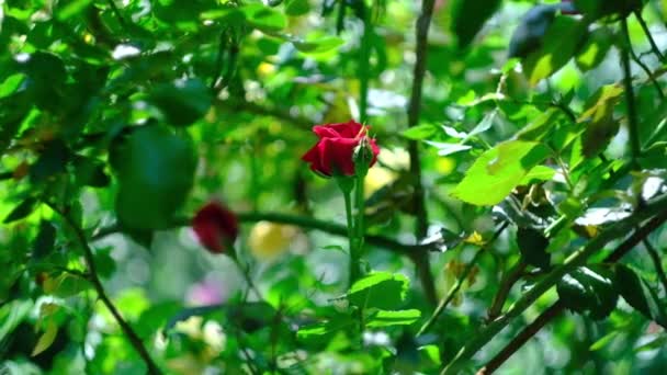Šarlatové růžové pupeny v kvetoucí letní růžové zahradě — Stock video