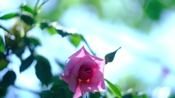 Gemme di rose rosa nel giardino delle rose estive — Video Stock