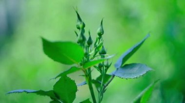 Sıcak bir yaz gününde açılmamış gül tomurcukları