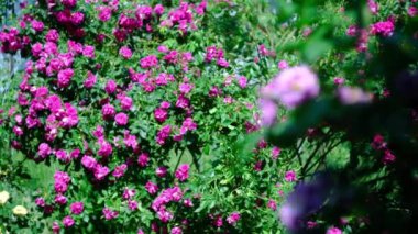 Sıcak bir yaz gününde büyük gül çalıları. Çiçeklerin bol olması.