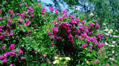 Sıcak bir yaz gününde büyük gül çalıları. Çiçeklerin bol olması.