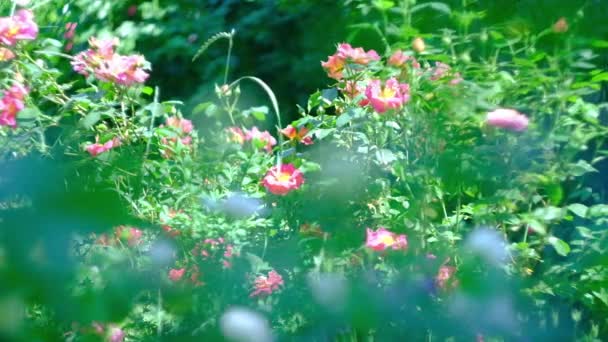 Grote rozenstruiken op een warme zomerdag. Overvloedige bloei van bloemen — Stockvideo