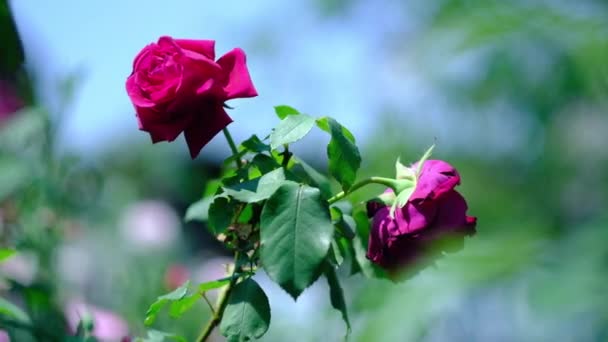 Halványuló vörös rózsák egy forró nyári napon a rózsakertben — Stock videók