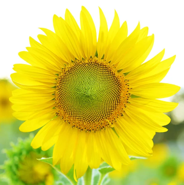 Ayçiçeği, parlak gökyüzü karşı ayçiçeği, S çiçek açan ayçiçeği