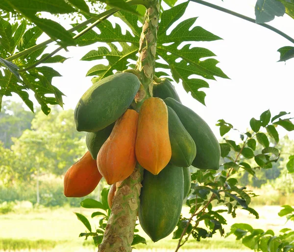 Tayland bahçesindeki Papaya ağacı