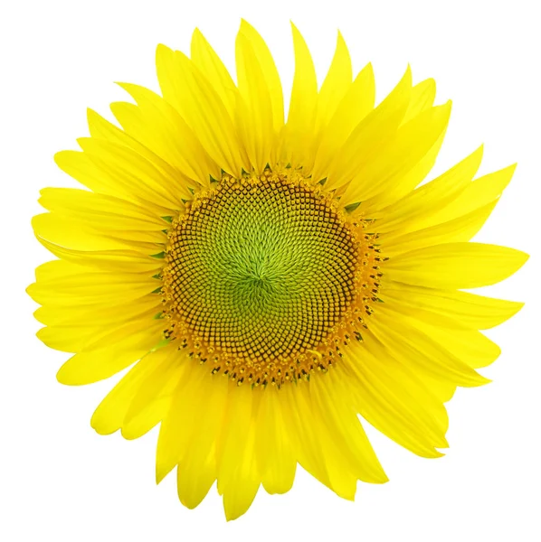 Ayçiçeği, parlak gökyüzü karşı ayçiçeği, S çiçek açan ayçiçeği