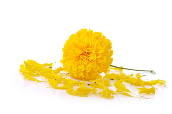 Tagetes erecta çiçekler izole üzerinde .