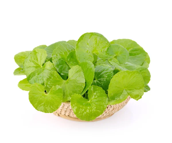 Centella asiatica, Asiatic Pennywort  in basket — Stock Photo, Image